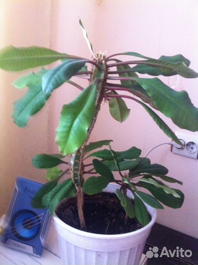 Пальмовые деревья