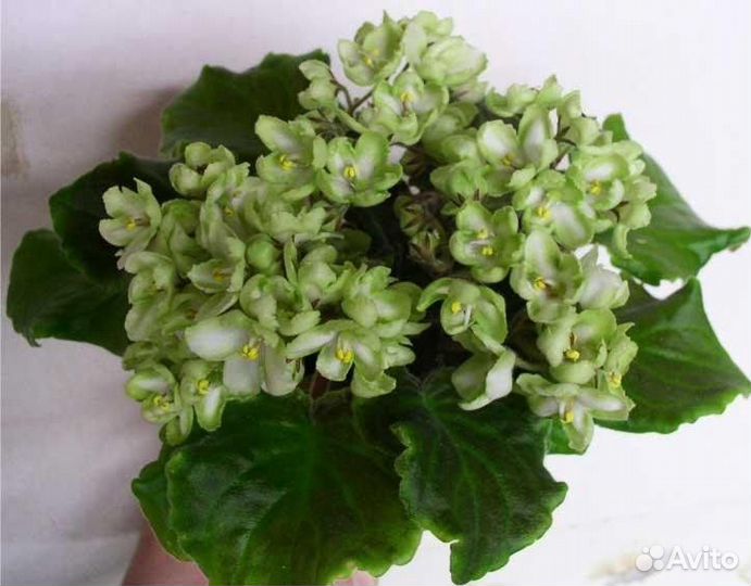 Листья фиалки