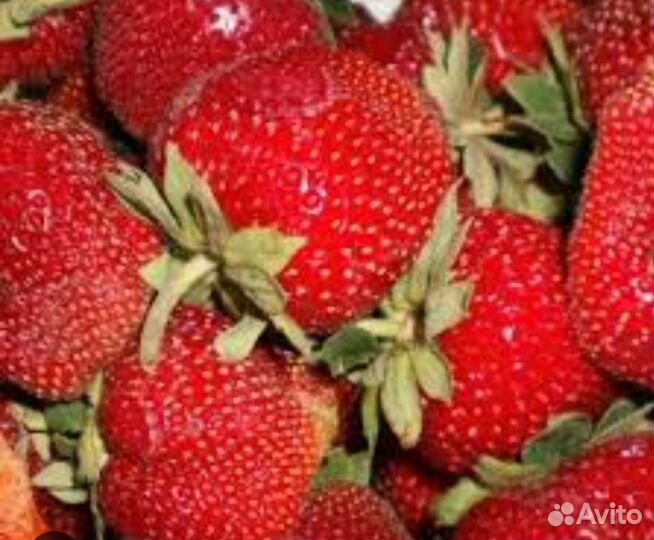 Клубника Мармелада