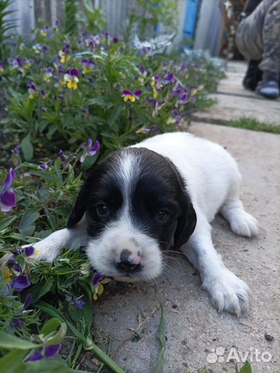 Щенки кокер спаниеля