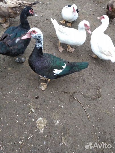 Продам селезней