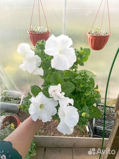 Петуния рассада