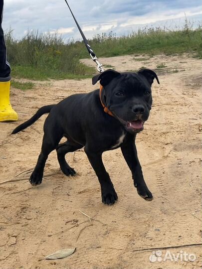 Стаффордширский бультерьер щенок