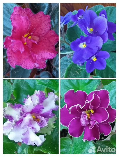 Сортовые фиалки цветущие