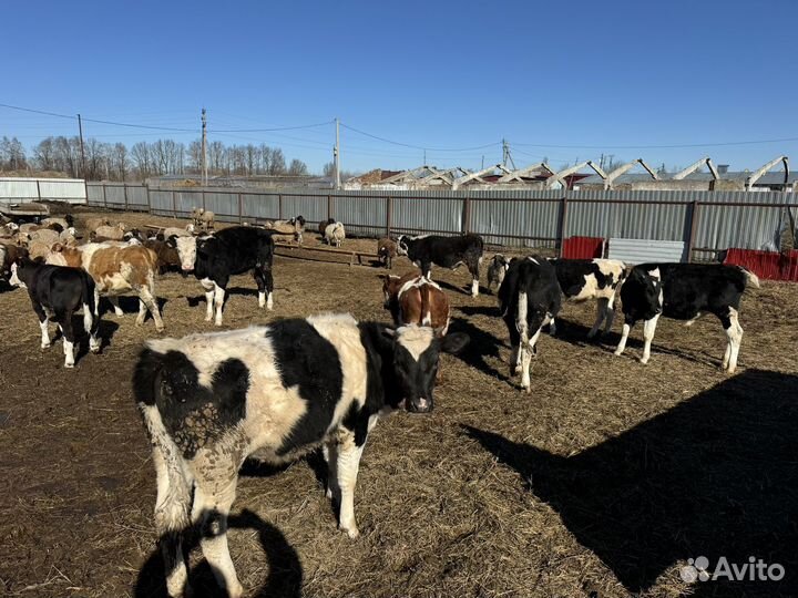 Бычки и быки