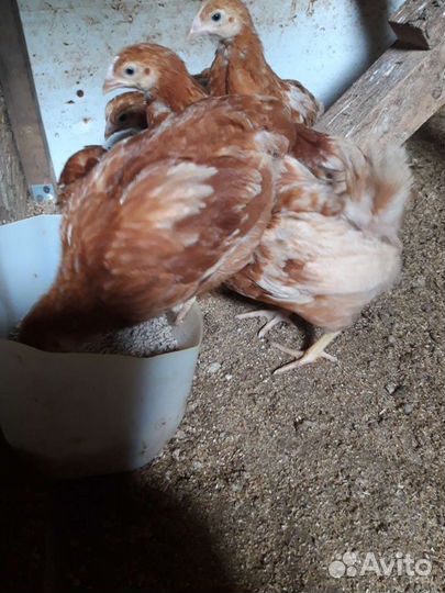 Цыплята несушки Ломан Браун(курочки)
