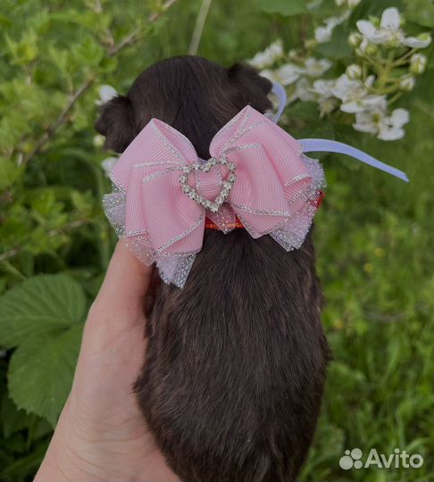 Малышка шоколадный йорк