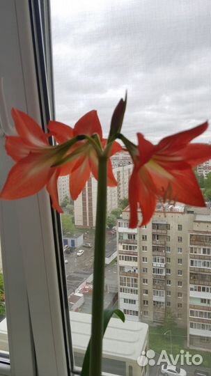 Гиппиаструм