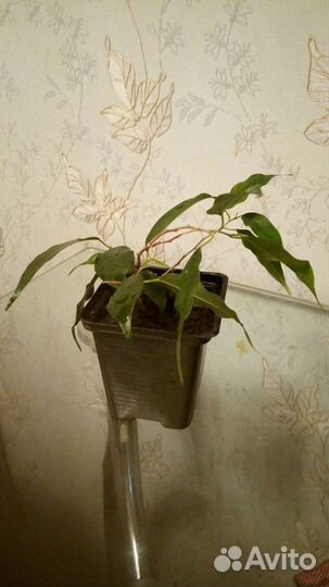 Фикус Бенжамина