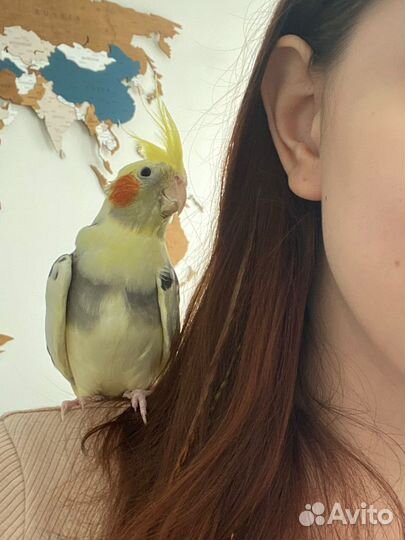 Попугай корелла мальчик (9 мес.)