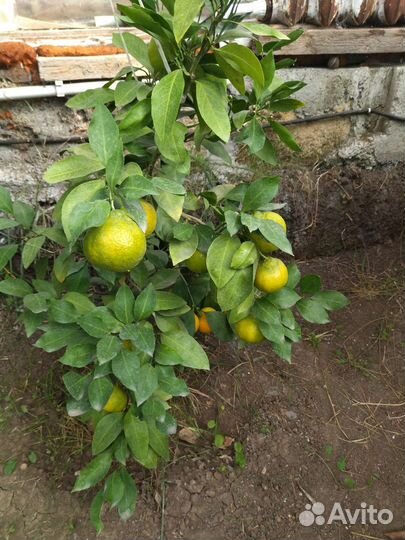 Цитрусовые растения