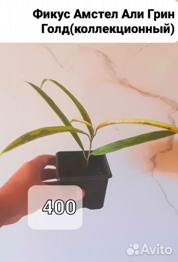 Комнатные растения