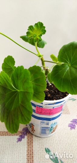 Пеларгония герань