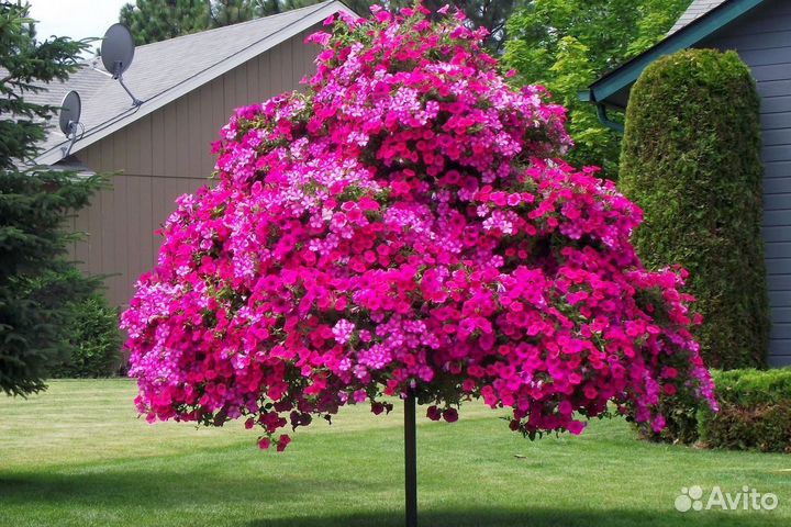Петуньевое дерево