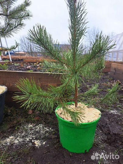 Сосна обыкновенная