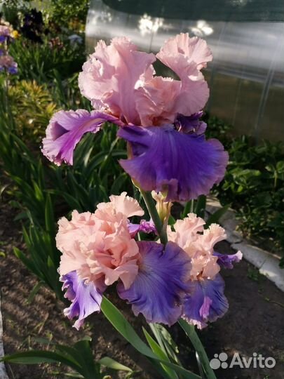Ирисы бородатые сортовые