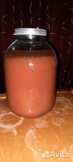 Винный гриб