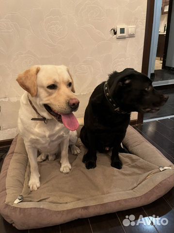 Передержка собак, гостиница для животных