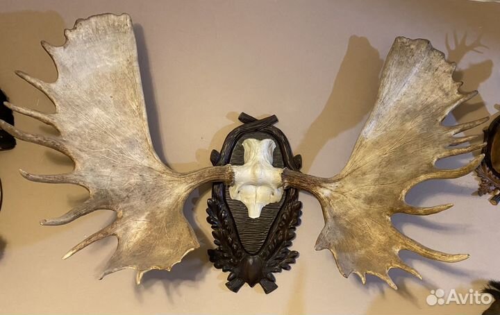 Рога камчатского лося