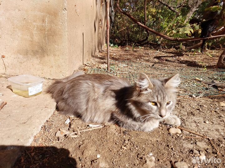 Котик в добрые руки