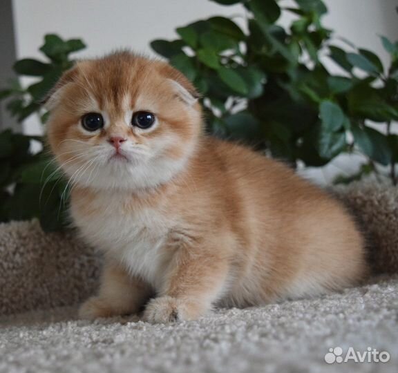 Шотландские котята