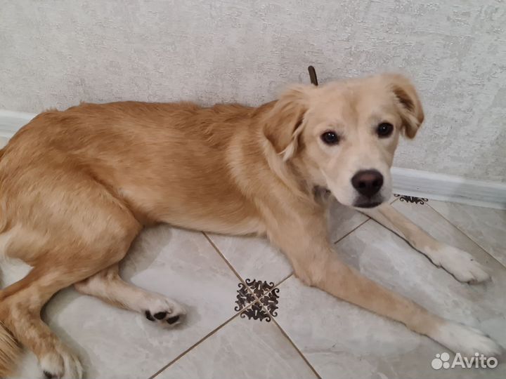 Лабрадор ретривер