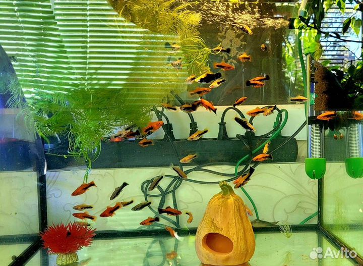 Аквариумные рыбки