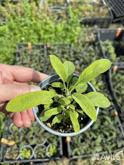 Шалфей лекарственный Purpurascens и Aurea