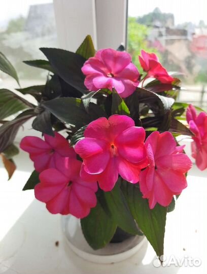 Бальзамин новогвинейский