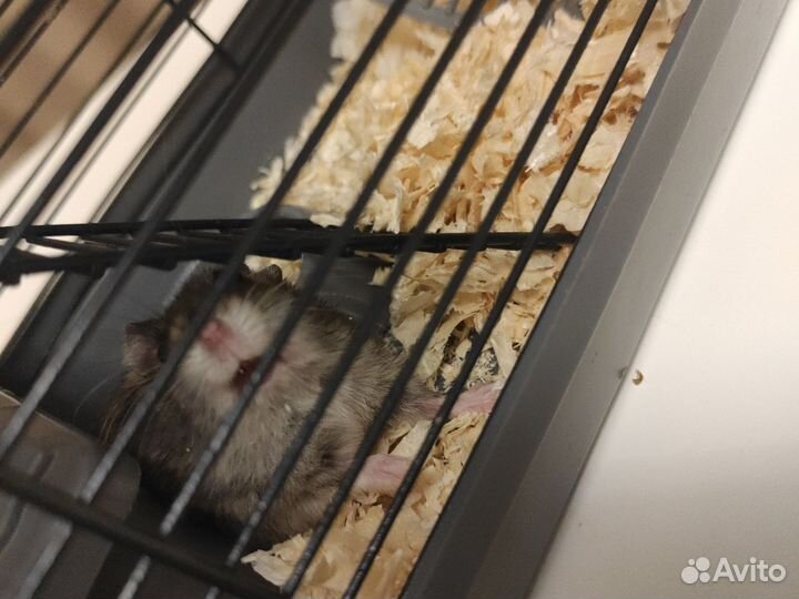 Клетка для грызунов бесплатно отдам
