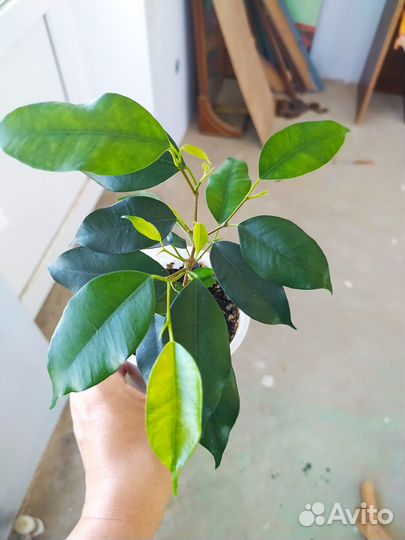 Фикус Бенжамина Кинки и Наташа