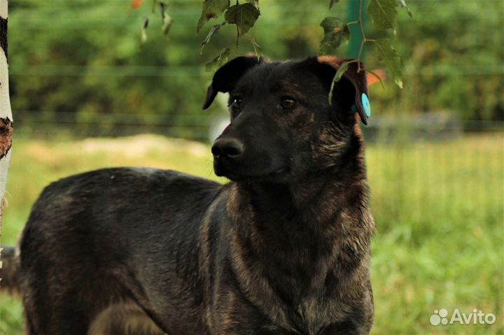 Собака ищет дом