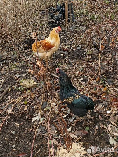 Молодые петухи