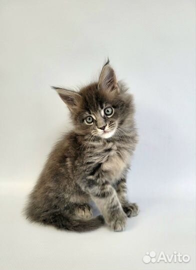 Котята мейн-кун