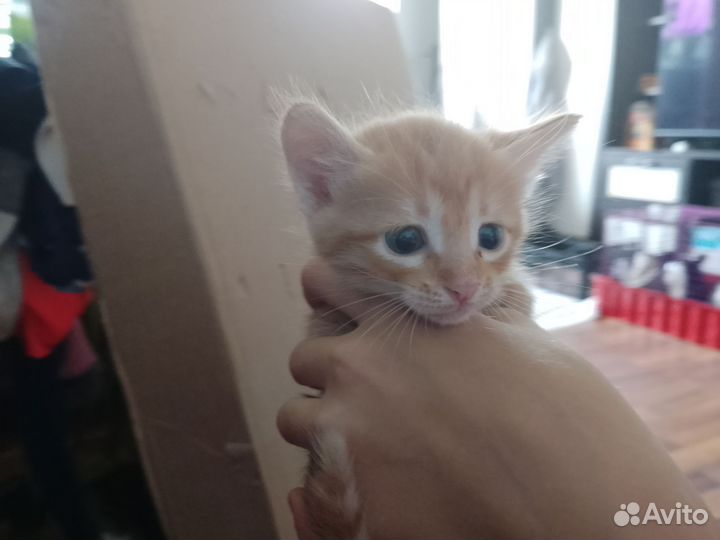 Котята в добрые руки бесплатно