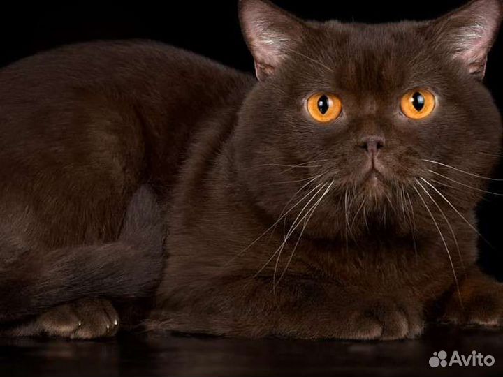 Британская вязка