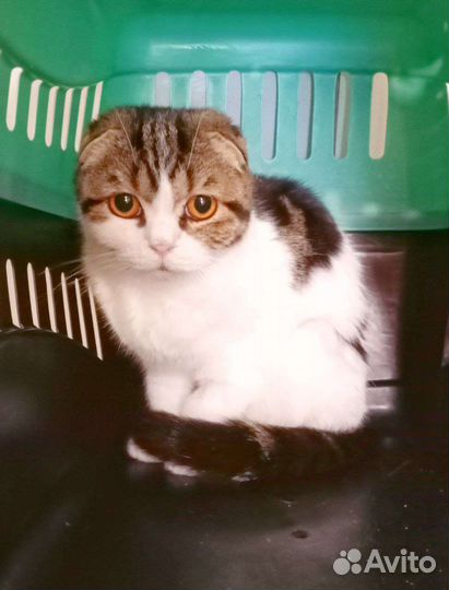 Подарите дом котикам Мариуполя