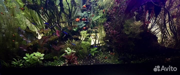 Теодоксусы, растения для аквариума