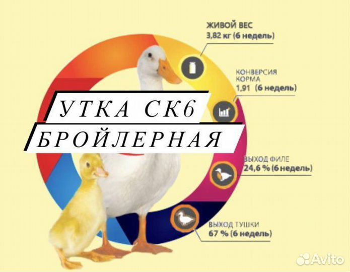 Утята