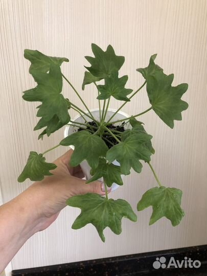 Пеларгония герань Godshill