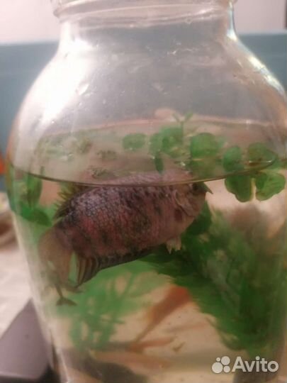 Аквариумные рыбки