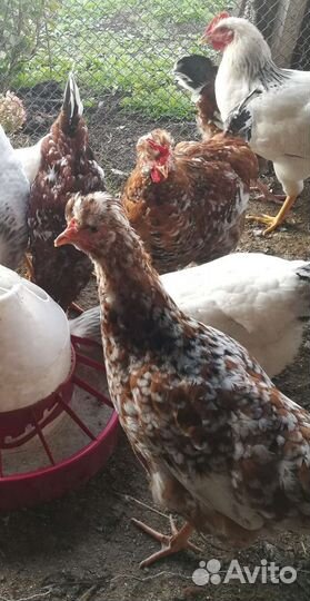 Куры молодки