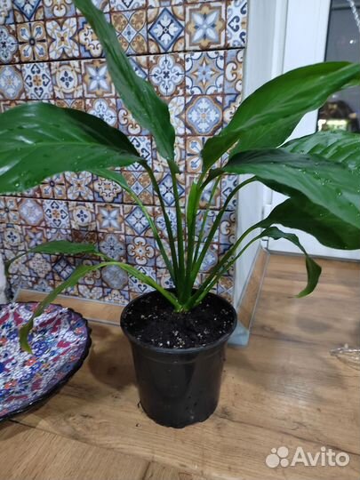 Спатифиллум