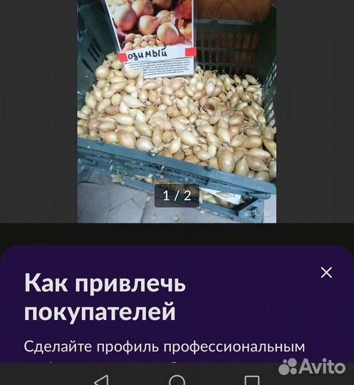 Лук севок озимый