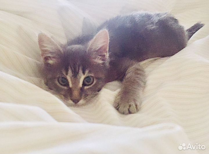Котенок Серый