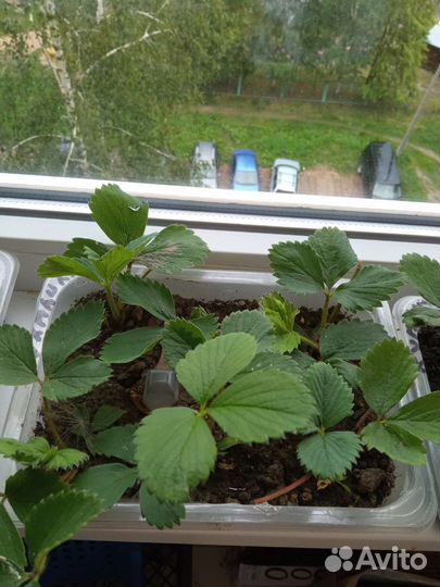 Клубника, земляника рассада