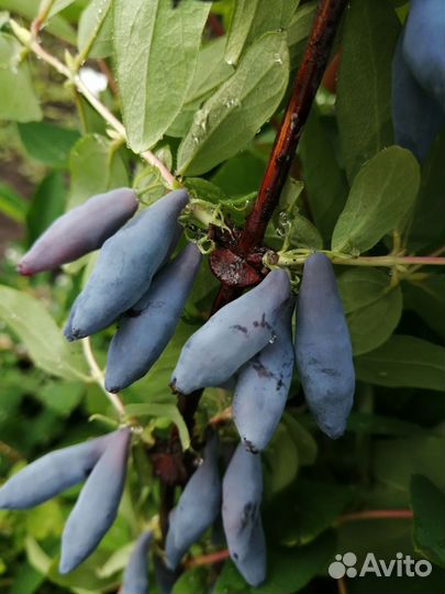 Саженцы смородины, красная, белая,чёрная,барбарис