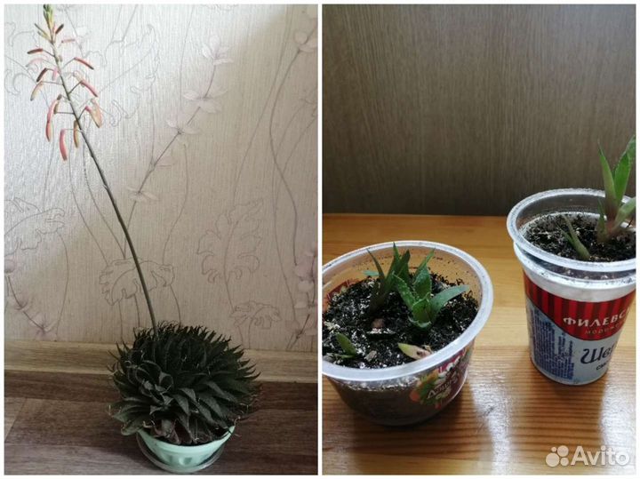 Кактусы и суккуленты