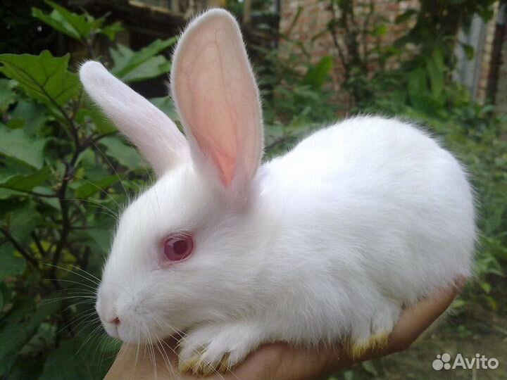 Мясо кролика и для разведения