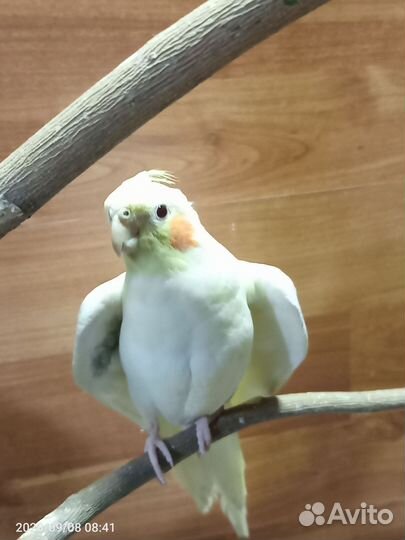 Попугай корелла мальчик